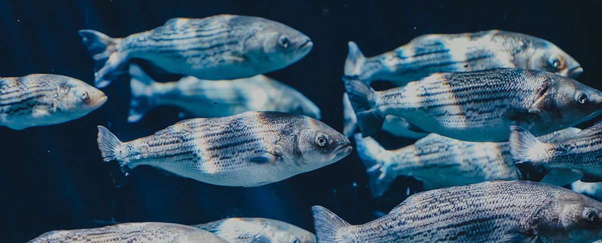 DHA und EPA: So wichtig sind sie für deine mentale Performance!