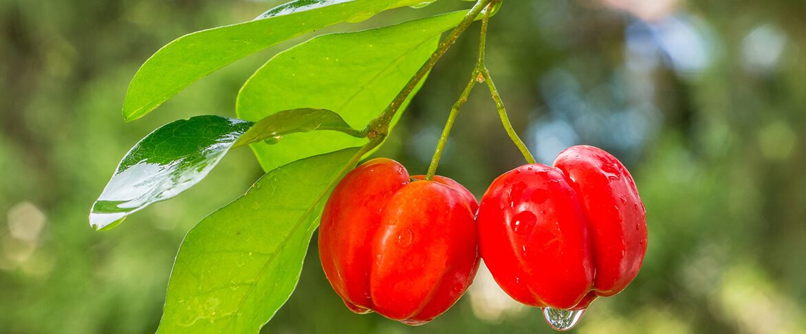 Acerola - Die Power-Frucht