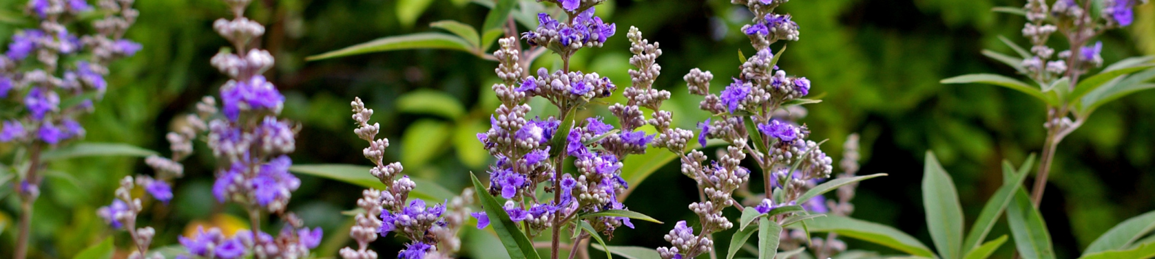 Mönchspfeffer: Wirkung & Nebenwirkungen der Heilpflanze