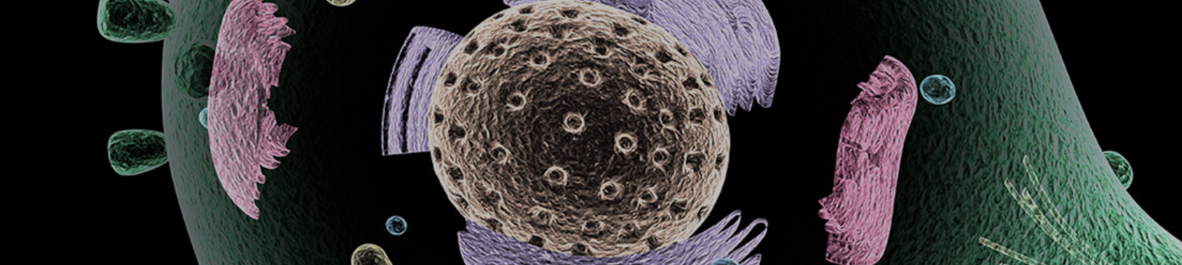 Mitochondrien - So trainierst du deine Zellkraftwerke für mehr Energie