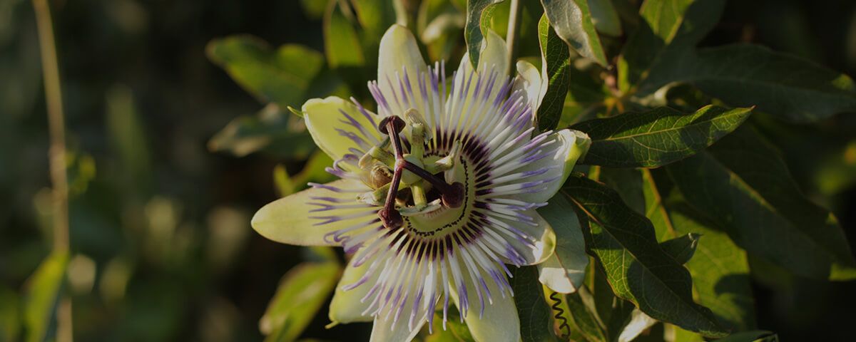 Passionsblume - Eine Pflanze gegen innere Unruhe