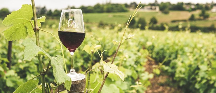 Trans-Resveratrol: Alles zu Wirkung und Herkunft