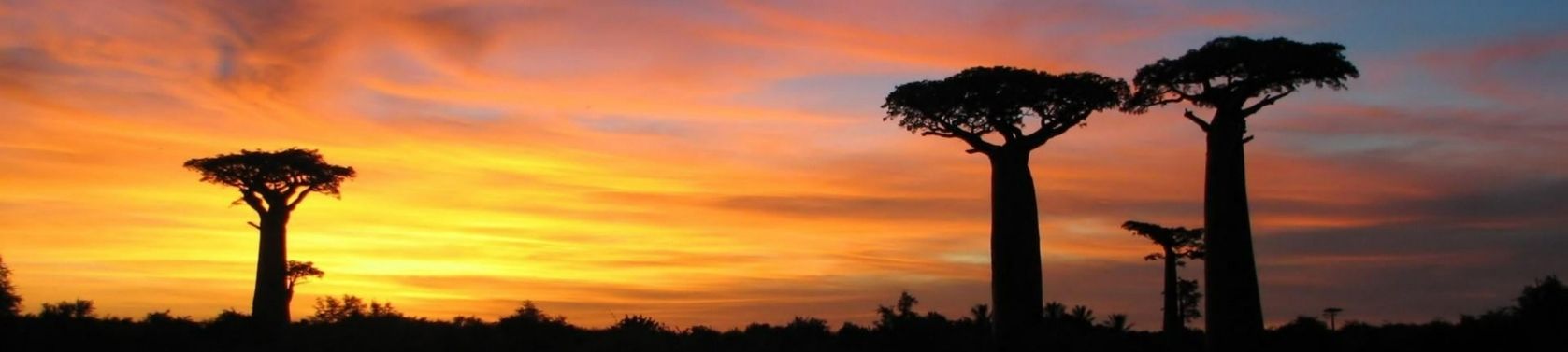 Baobab: Die Superfrucht des Affenbrotbaums