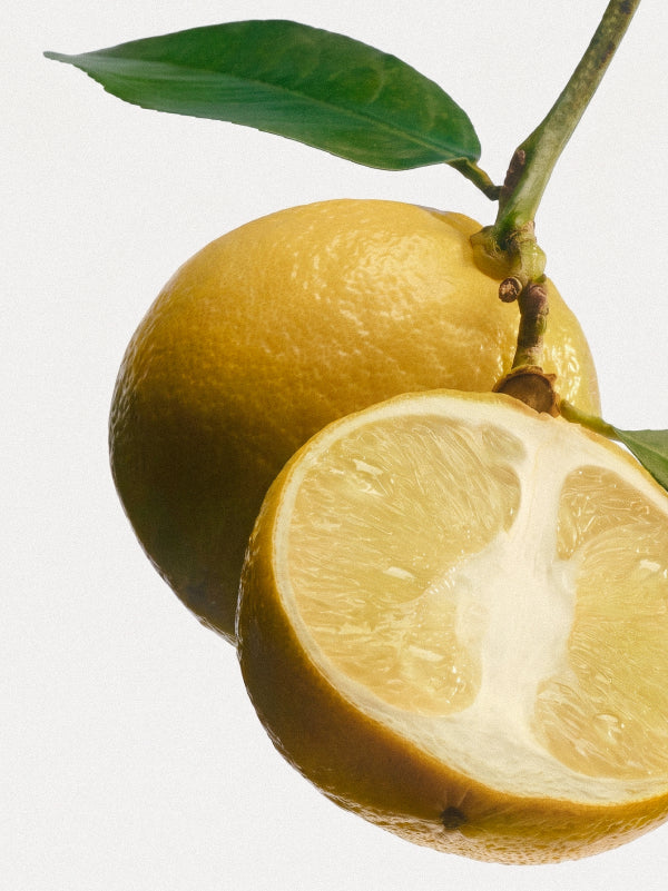 Zwei gelbe Zitronen an einem Ast mit grünen Blättern vor weißem Hintergrund, wobei eine Frucht im Querschnitt zu sehen ist